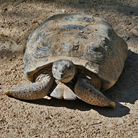 Florida Softshell