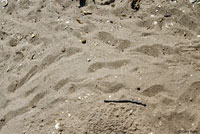 Gopher Tortoise tracks