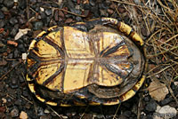 Yellow Mud Turtle