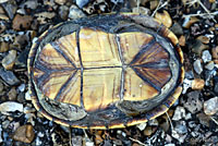 Yellow Mud Turtle
