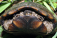 Southeastern Mud Turtle
