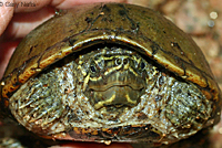 Eastern Musk Turtle