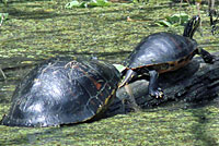 Florida Red-bellied Cooter