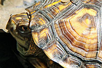 Woodland Box Turtle