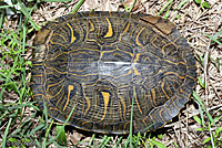 Red-eared Slider