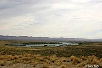 Great Basin Spadefoot habitat