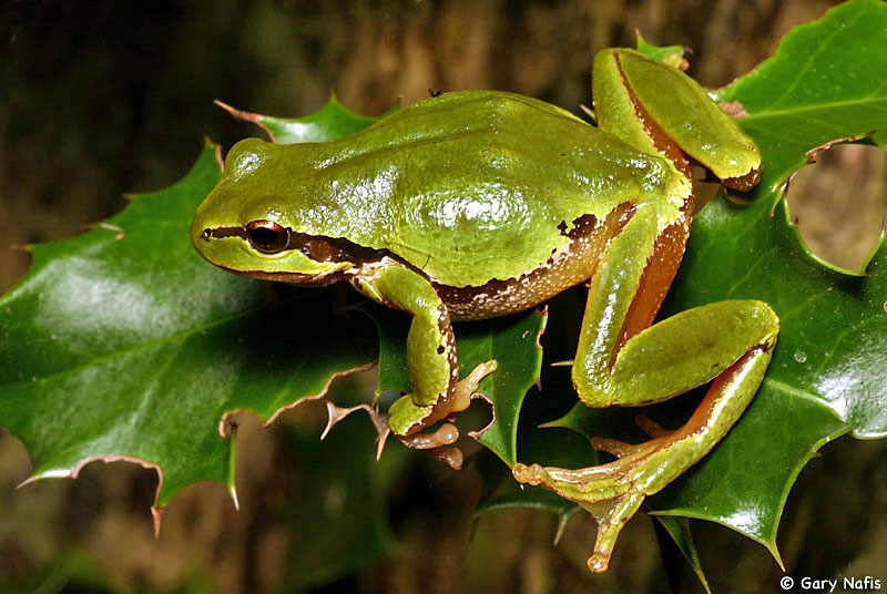 Northern Pacific Treefrog - Pseudacris regilla