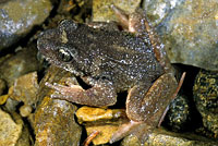 Rocky Mountain Tailed Frog