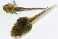 tadpole salamander larva comparison
