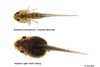 tadpole salamander larva comparison