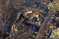 co spotted frogs