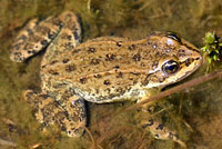 columbia spotted frog