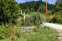 Common Wall Lizard habitat