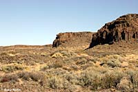 Nevada Side-blotched Lizard habitat