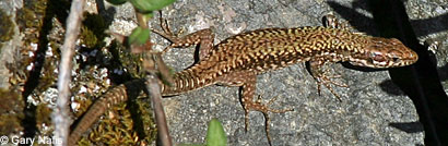 Common Wall Lizard