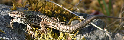 Common Wall Lizard