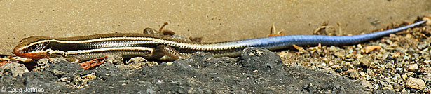 Northwestern Fence Lizard