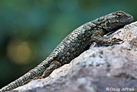 Northwestern Fence Lizard