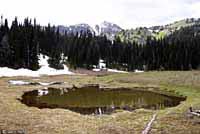 Central Long-toed Salamander Habitat