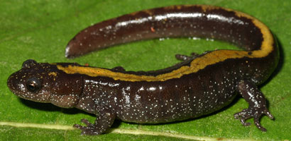 Central Long-toed Salamander