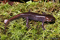Northwestern Salamander 