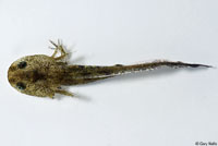Western Long-toed Salamander larva