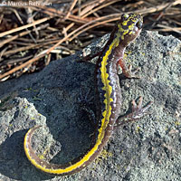 Central Long-toed Salamander