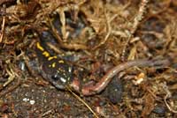 An adult Central Long-toed Salamander eats an earthworm.
