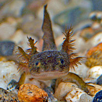 Central Long-toed Salamander Larva