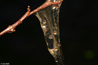 Western Long-toed Salamander eggs