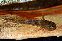 Western Long-toed Salamander hatchling