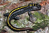 Central Long-toed Salamander Young