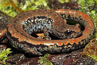 Oregon Slender Salamander