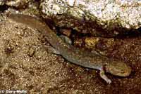 Idaho Giant Salamander