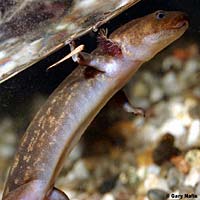 Cope's Giant Salamander