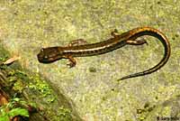 Dunn's Salamander