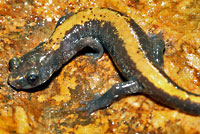 Coeur d'Alene Salamander