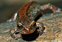Larch Mountain Salamander