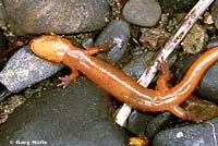 Van Dyke's Salamander