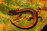 Western Red-backed Salamander