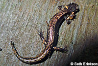 Western Red-backed Salamander