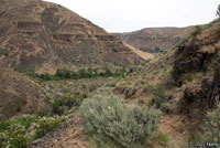 Great Basin Gopher Snake habitat