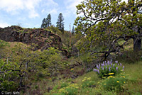 California Mountain Kingsnake habitat