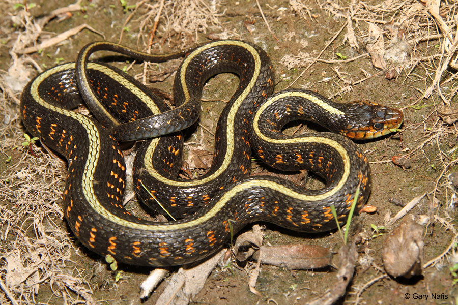 Red-spotted Gartersnake - Thamnophis sirtalis concinnus