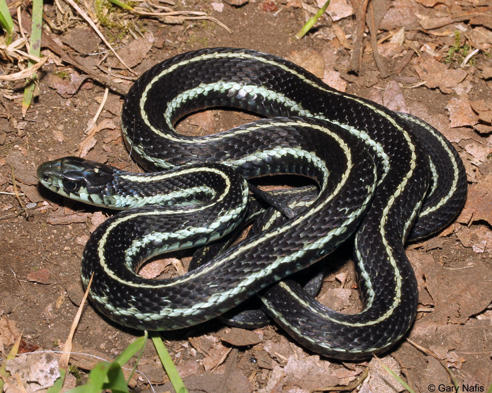 Змейка звуки. Thamnophis sirtalis pickeringii. Звук гадюки. Звук змеи. Бесчешуйная подвязочная змея.