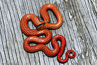Northwestern Ring-necked Snake