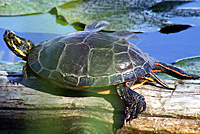 Western Painted Turtle