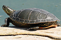Western Painted Turtle