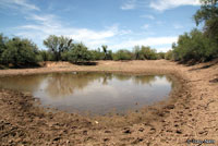 sonoran desert toad habitat