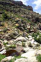 Canyon Treefrog habitat